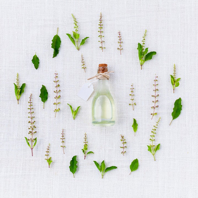 What are the major benefits of Basil Essential Oil?